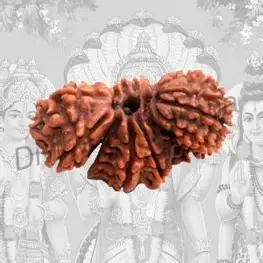 Trijuti Rudraksha