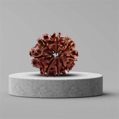 8 Mukhi Rudraksha