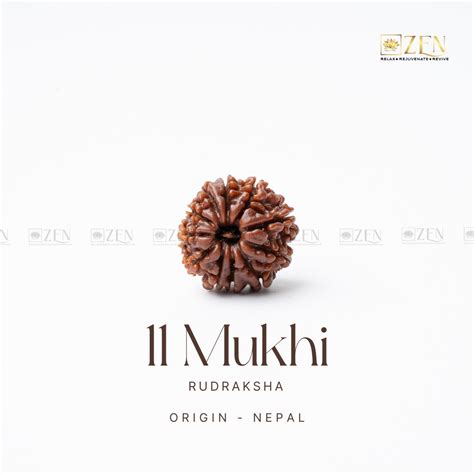 11 Mukhi Rudraksha