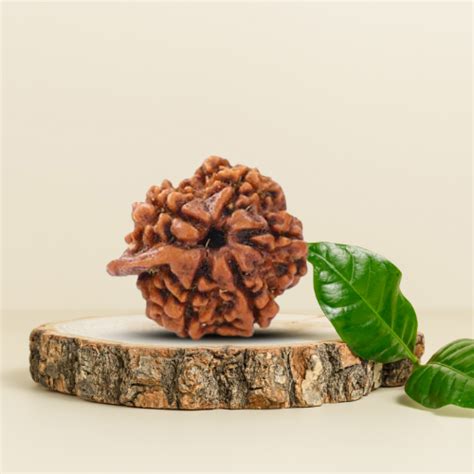 Ganesh Rudraksha