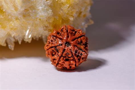 7 Mukhi Rudraksha