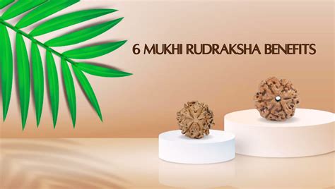 6 Mukhi Rudraksha