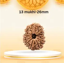 13 Mukhi Rudraksha