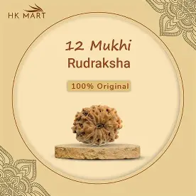 12 Mukhi Rudraksha