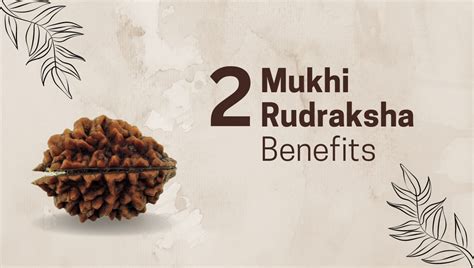 2 Mukhi Rudraksha